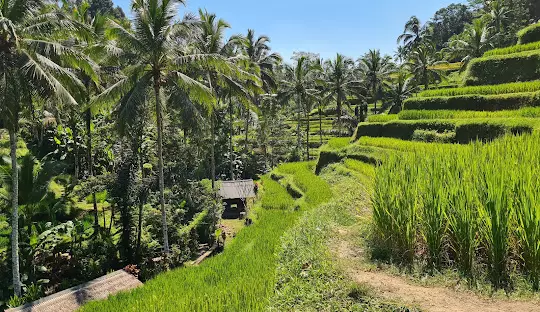  هتل های بالی